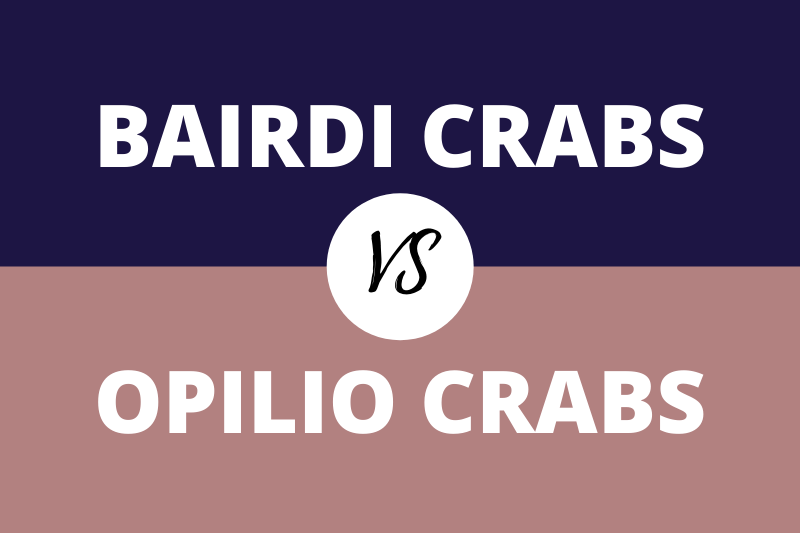 Bairdi Crab vs Opilio Crab