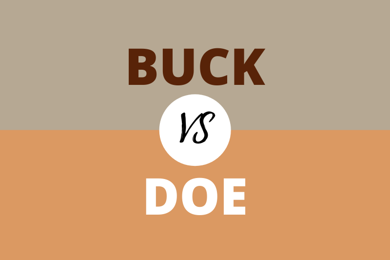 Buck vs Doe