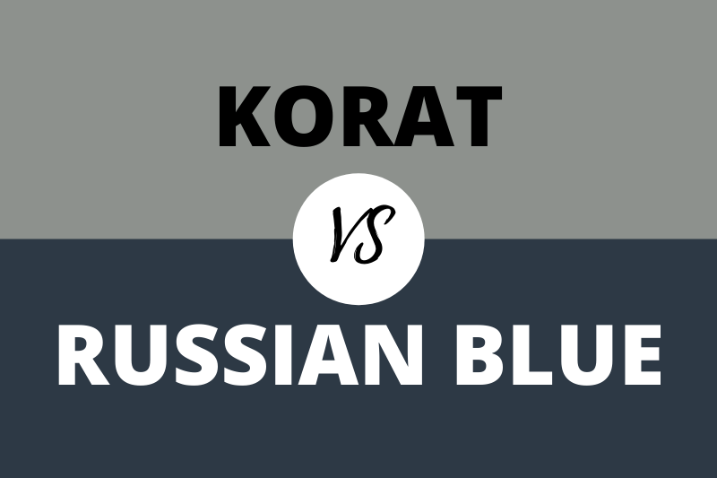 Difference between Korat and Russian Blue
