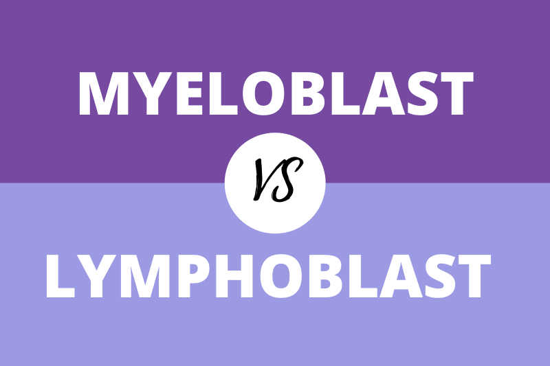 Myeloblast vs Lymphoblast