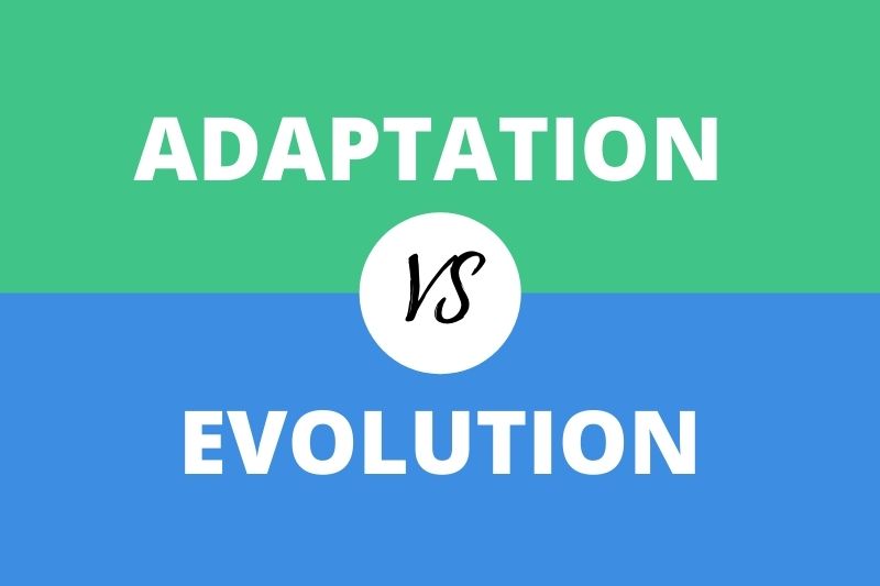 Adaptation vs Evolution