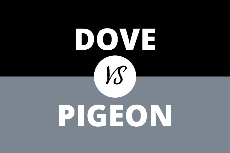 Dove vs Pigeon