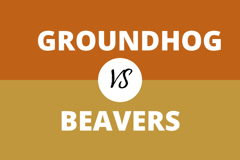 Groundhogs vs Beavers