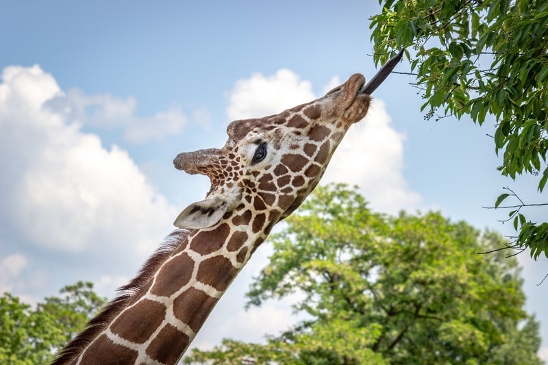 Giraffe's tongue 18 Inches