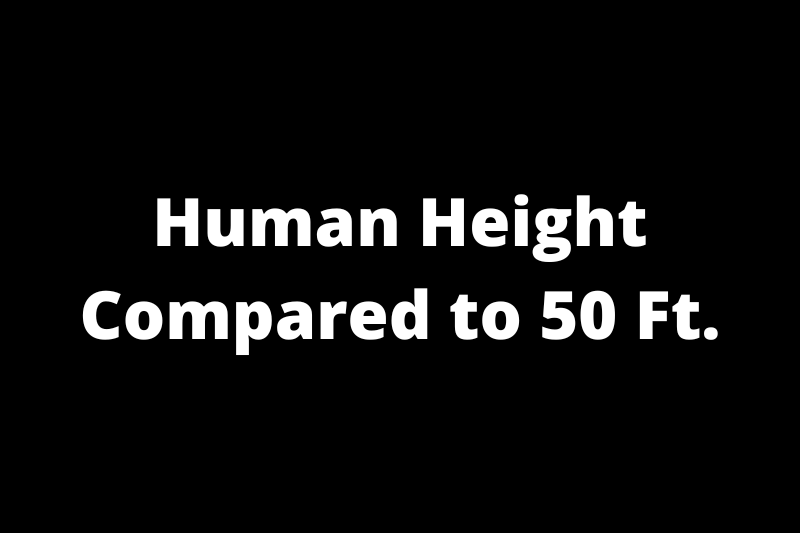Human Height Compared to 50 Ft