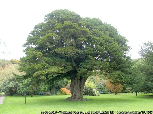 Thousand-year-old Yew Tree