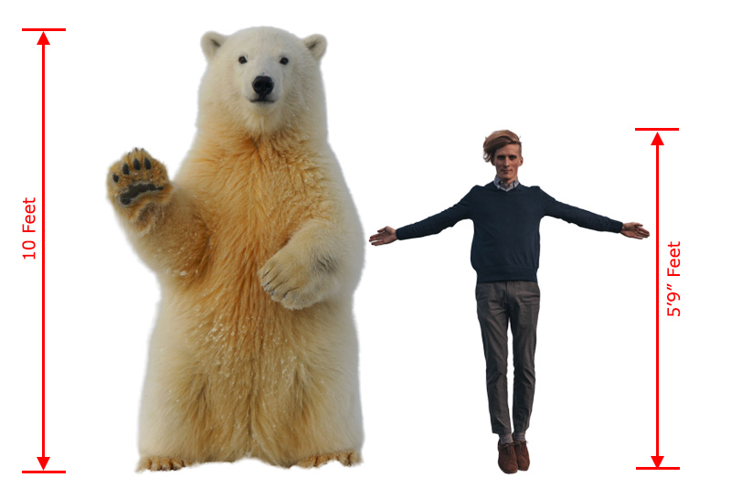 How Big is a Polar Bear Compared to a Human?