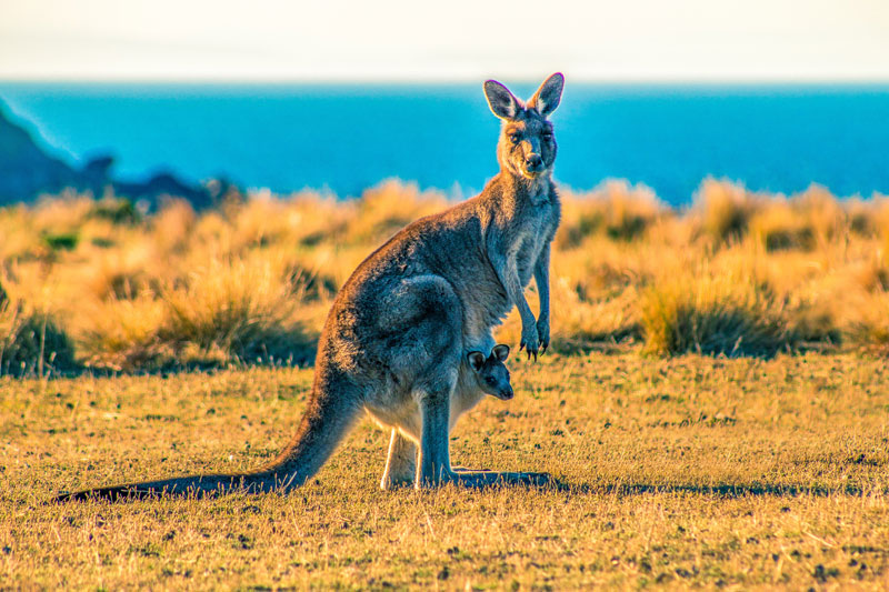 The weight of a kangaroo is about 85 kilograms