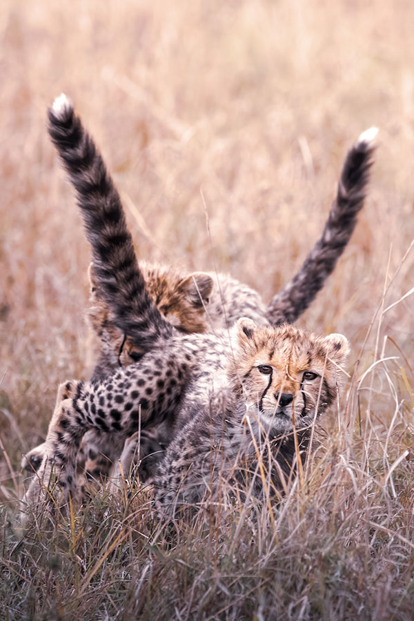 How does a Cheetah Maintain Balance?